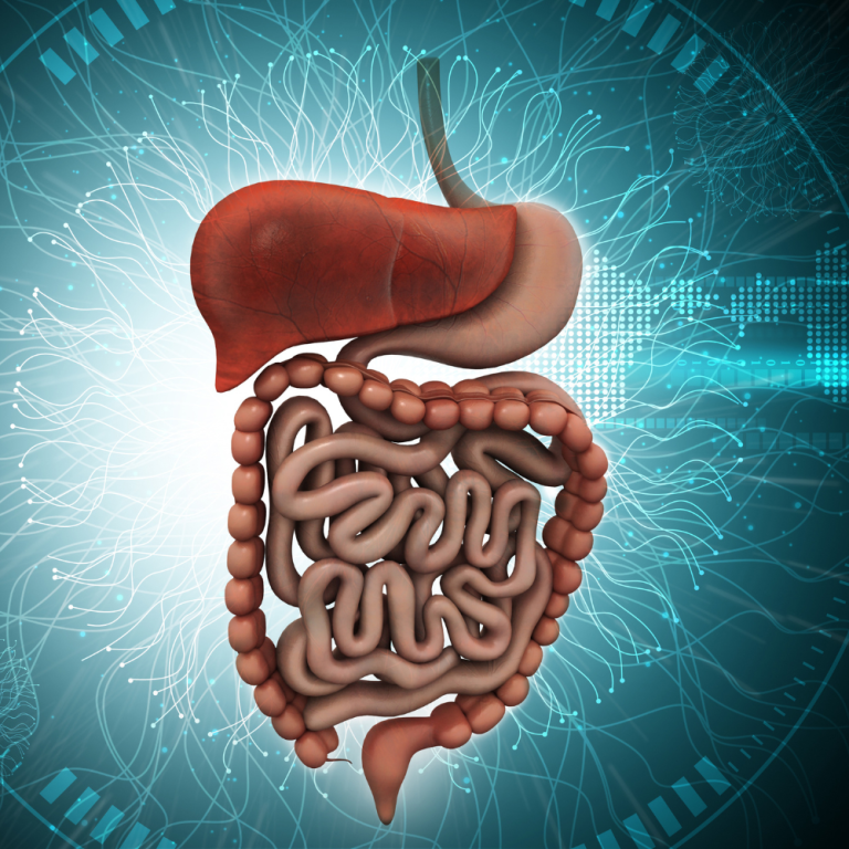 The Digestive System and Bloating