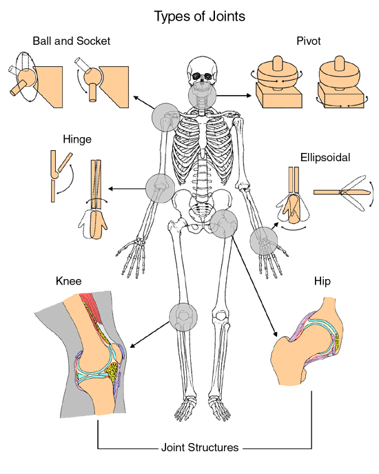 anatomy of joint